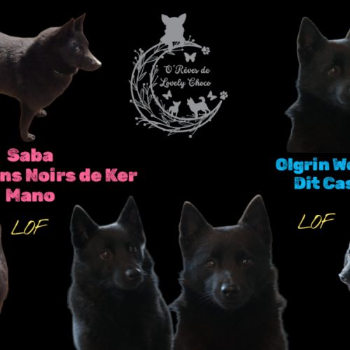 Schipperke à reserver #1