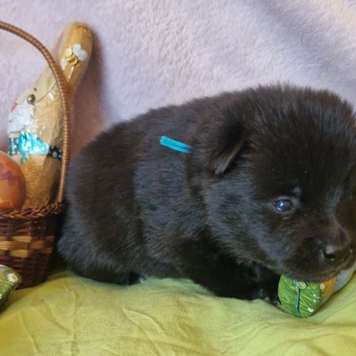 Schipperke à reserver