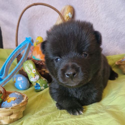 Schipperke à reserver #3