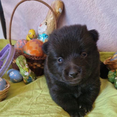 Schipperke à reserver #6