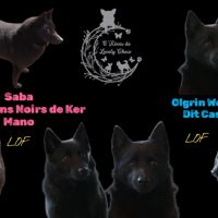 Schipperke à reserver #1