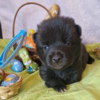 Schipperke à reserver #3