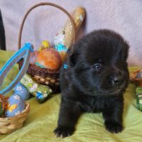 Schipperke à reserver #4