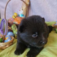 Schipperke à reserver #5