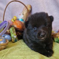 Schipperke à reserver #7