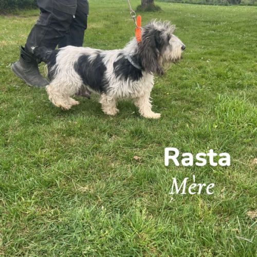 Chiots petit basset griffon vendéen #2