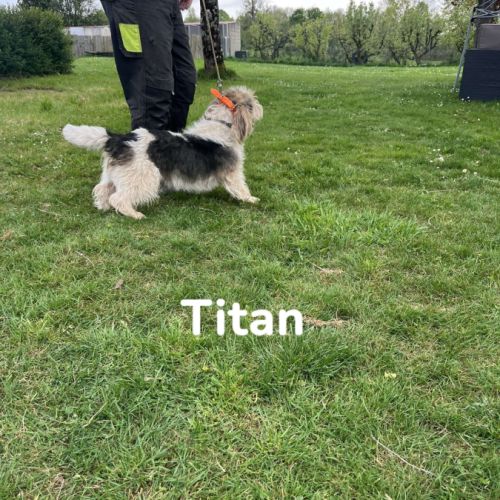 Chiots petit basset griffon vendéen #5