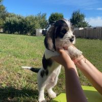 Chiots petit basset griffon vendéen #0
