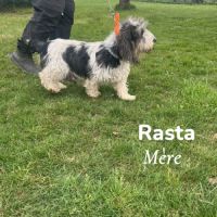 Chiots petit basset griffon vendéen #2