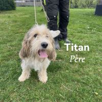 Chiots petit basset griffon vendéen #3