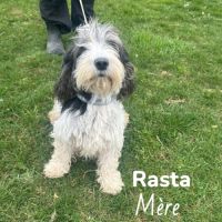 Chiots petit basset griffon vendéen #4