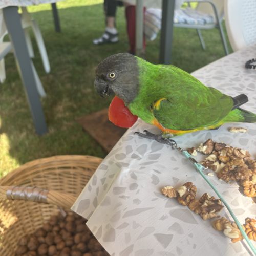 Petit youyou mâle #1