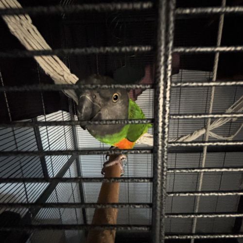 Petit youyou mâle #2