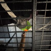 Petit youyou mâle #2