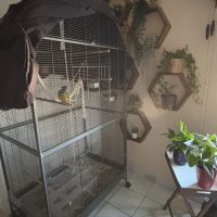 Petit youyou mâle #0