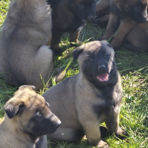 Chiots malinois