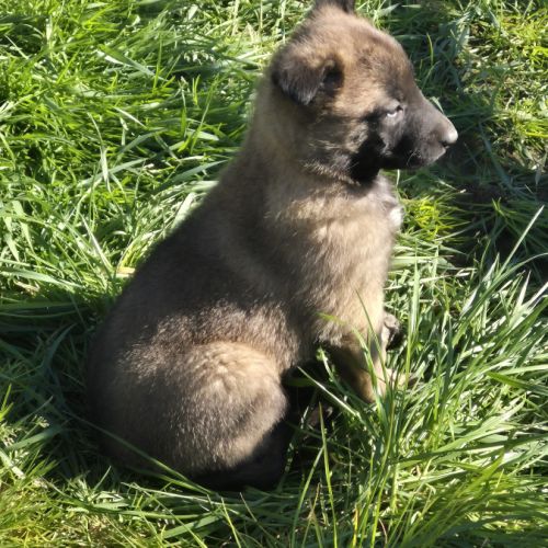 Chiots malinois #3