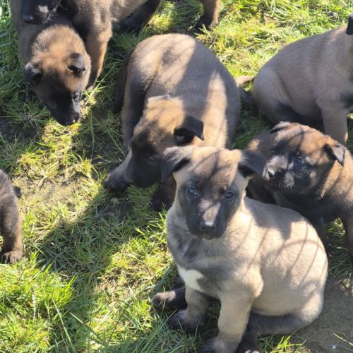Chiots malinois #4