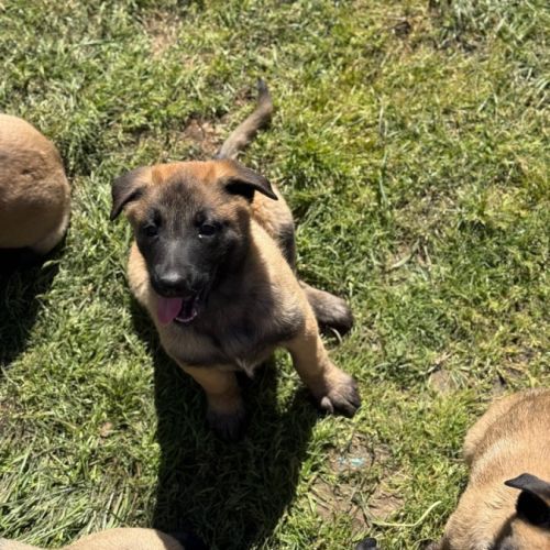 Chiots malinois #7