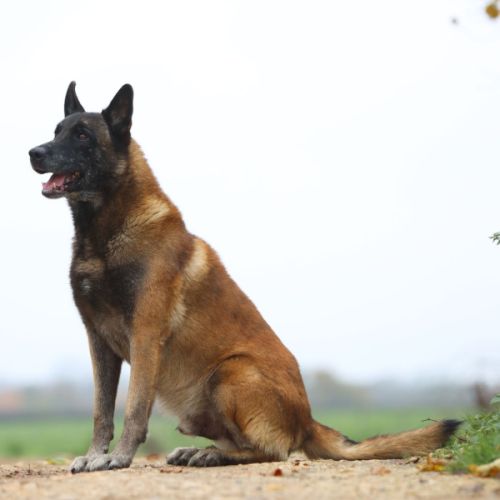 Chiots malinois #8