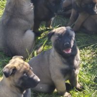 Chiots malinois #0