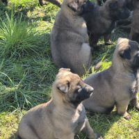 Chiots malinois #2