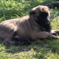 Chiots malinois #5