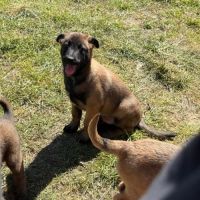 Chiots malinois #6
