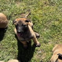 Chiots malinois #7