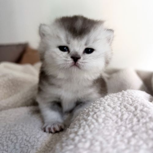 Chaton femelle british shorthair loof à réserver