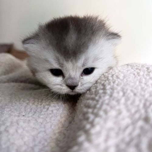 Chaton femelle british shorthair loof à réserver #2