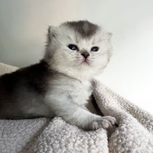 Chaton femelle british shorthair loof à réserver #3