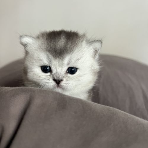 Chaton femelle british shorthair loof à réserver