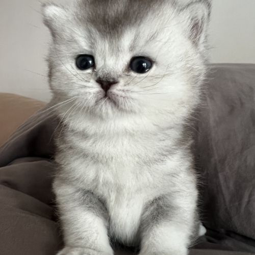 Chaton femelle british shorthair loof à réserver #2