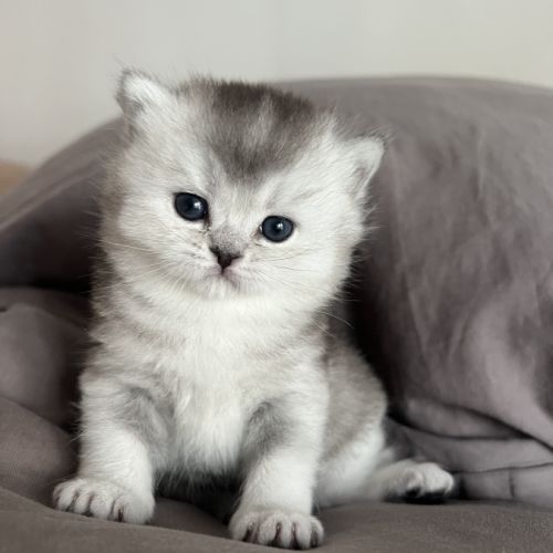 Chaton femelle british shorthair loof à réserver #3