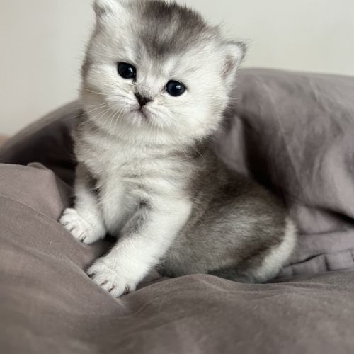 Chaton femelle british shorthair loof à réserver #4
