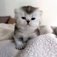 Chaton femelle british shorthair loof à réserver