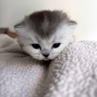 Chaton femelle british shorthair loof à réserver #2