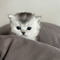 Chaton femelle british shorthair loof à réserver
