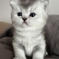 Chaton femelle british shorthair loof à réserver #2