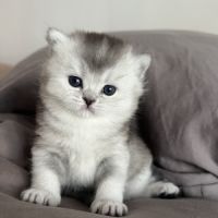 Chaton femelle british shorthair loof à réserver #3