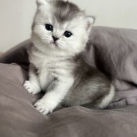Chaton femelle british shorthair loof à réserver #4