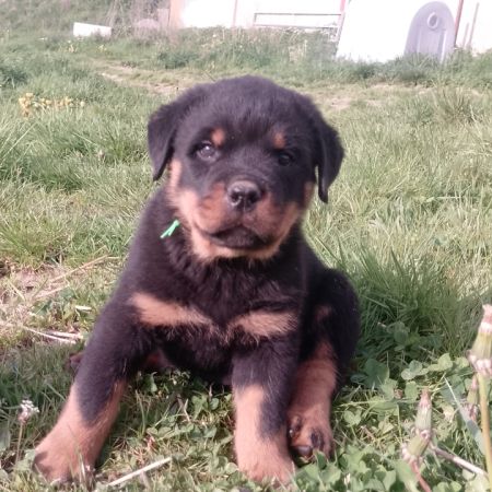 Chiots rottweilers lof