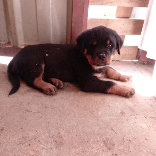 Chiots rottweilers lof #2