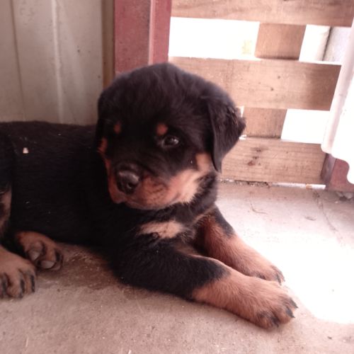 Chiots rottweilers lof #3
