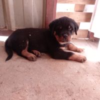 Chiots rottweilers lof #2