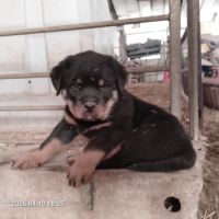 Chiots rottweilers lof #4