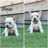 Bouledogue francais #1