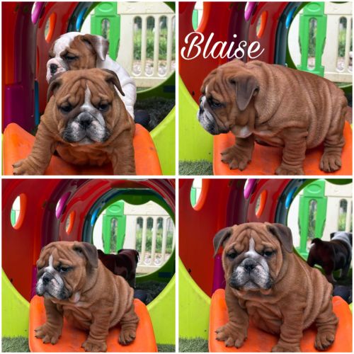 Bouledogue anglais #4