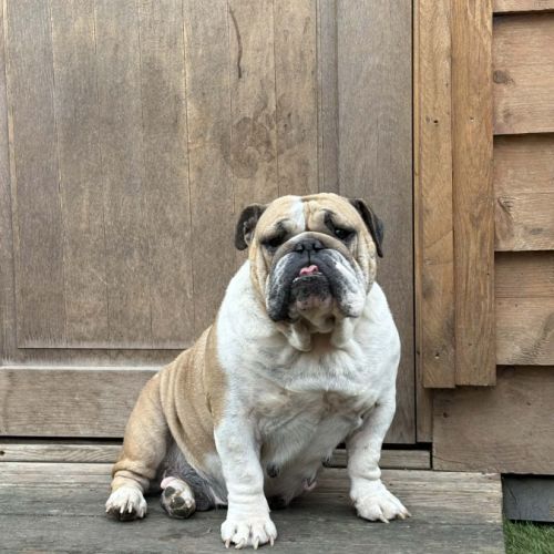Bouledogue anglais #5
